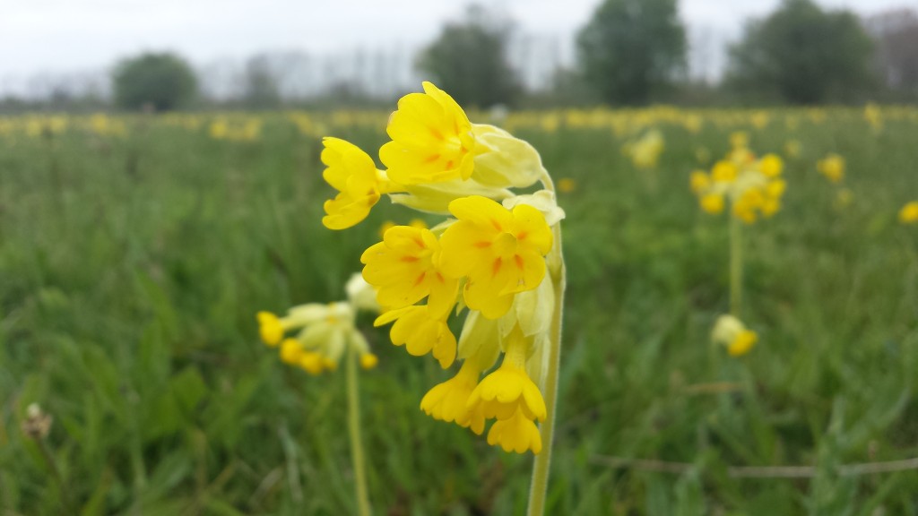 Cowslip