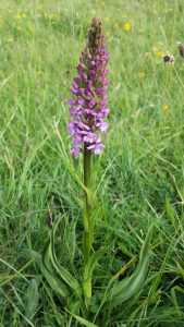 Rodnborough Common Jun 15