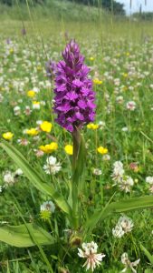 Berrow Church meadow