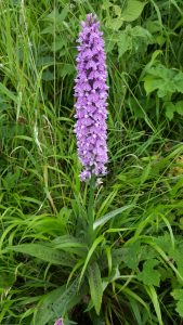 Roadside verge near Portbury