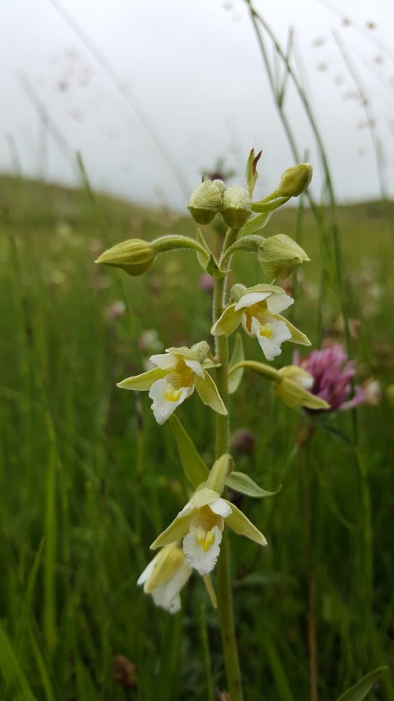 Marsh Helleborine white form