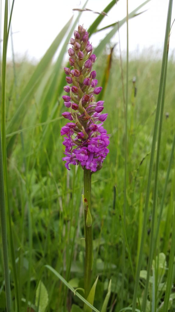 Marsh Fragrant Orchid