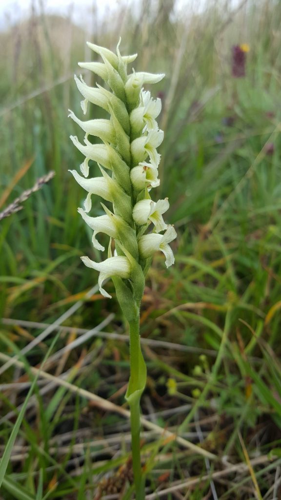 Spiranthes Romanzoffiana