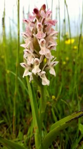 Pink_Kenfig_Jun16