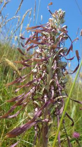 Photographed at Berrow 2015