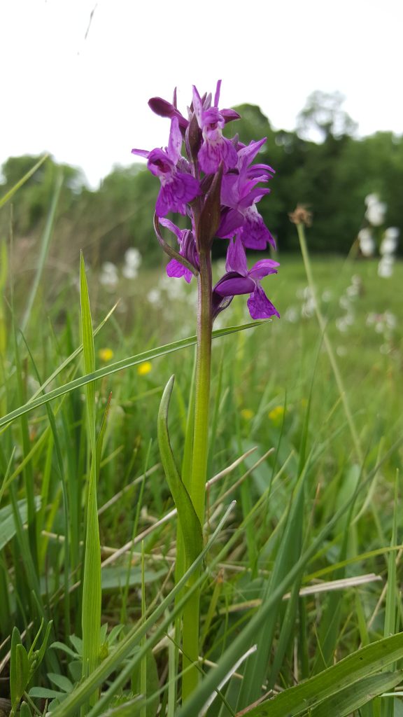 Pugsley's Marsh Orchid