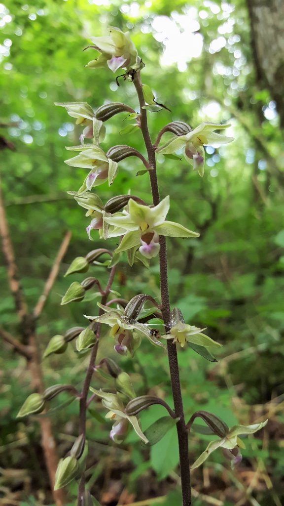 Epipactis Purpurata