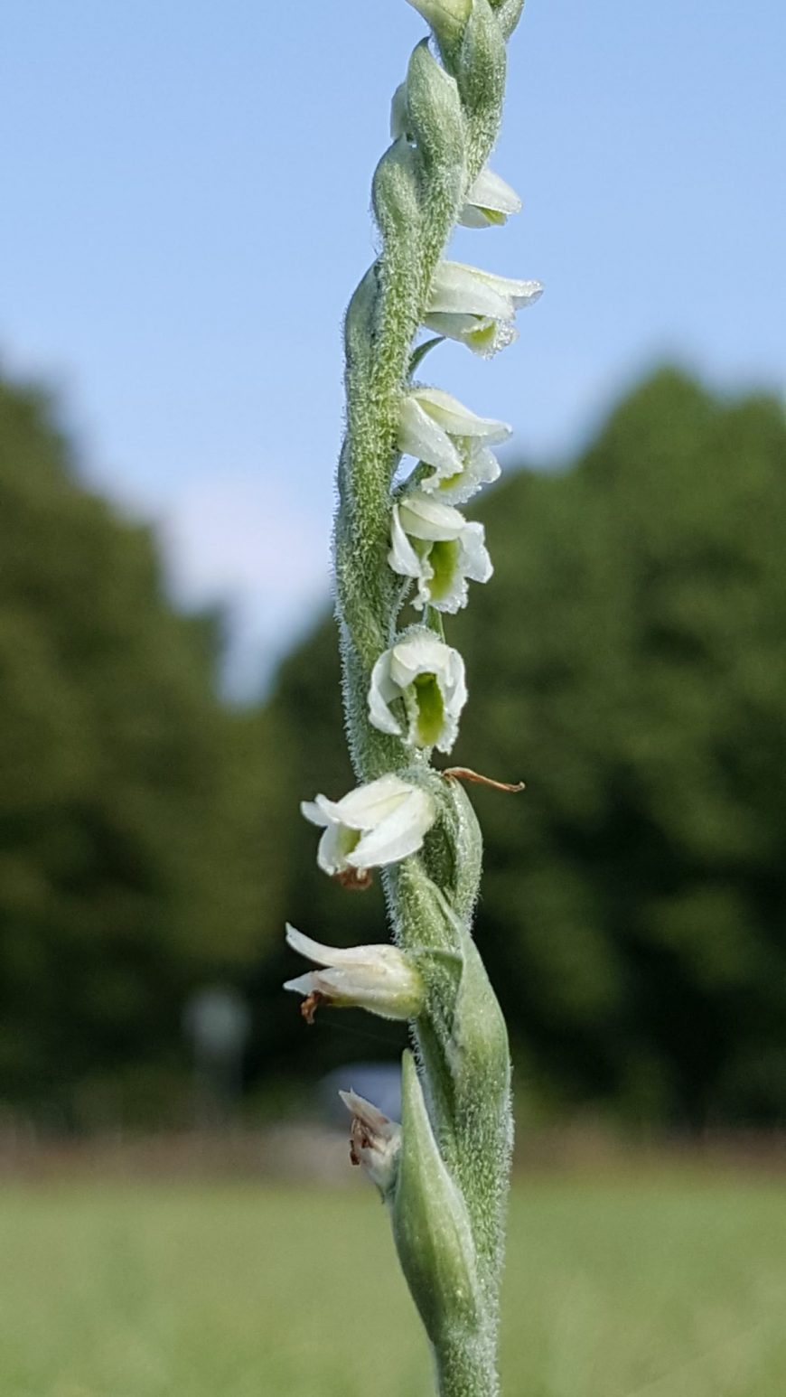 Autumn Lady's Tresses detail