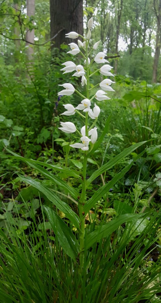 Cephalanthera Longifolia