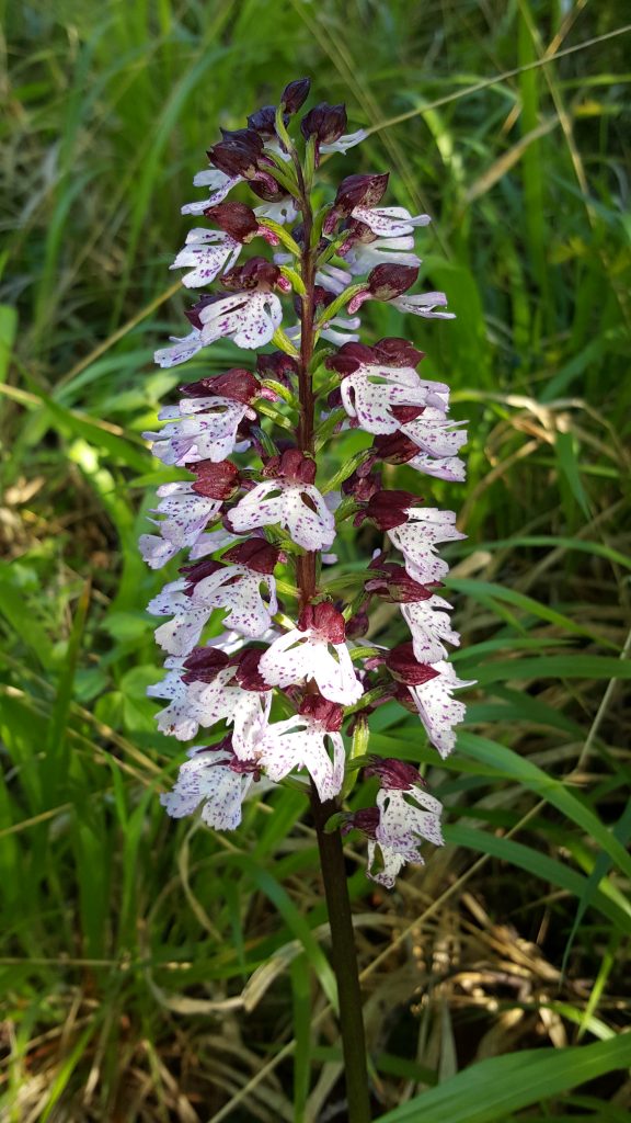 Orchis Purpurea