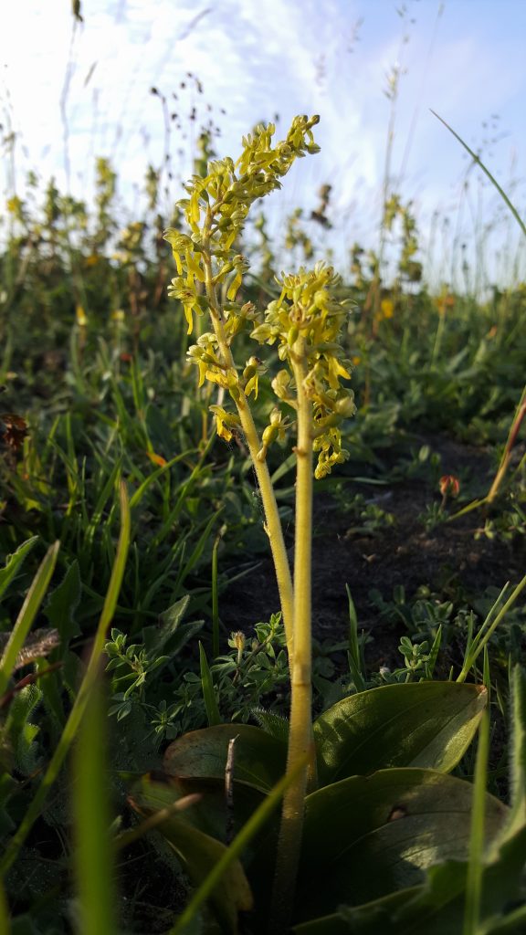 Neottia Ovata