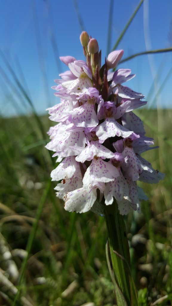 Dactylorhiza Maculata