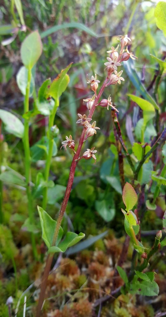 Lesser Twayblade