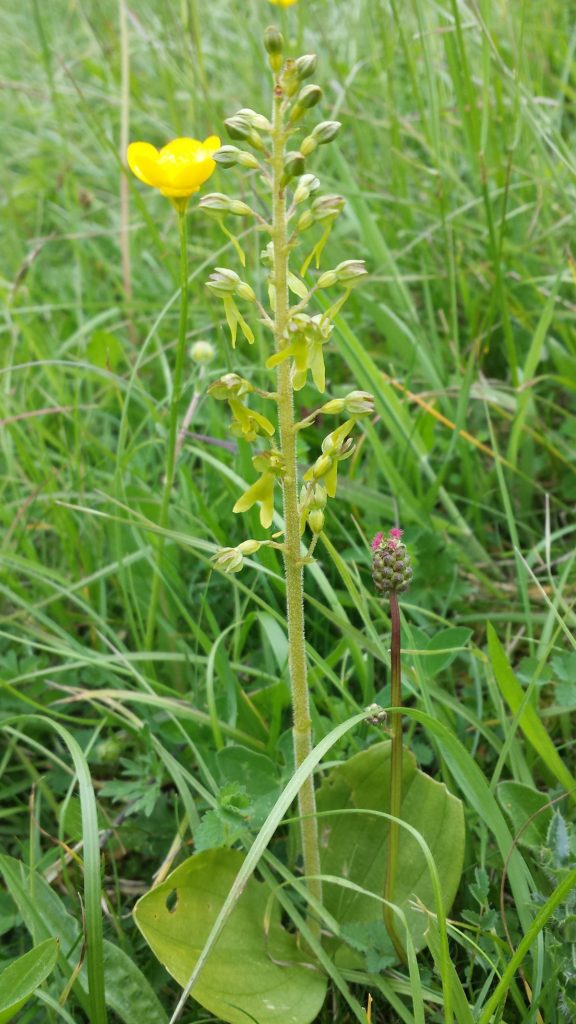 Common Twayblade