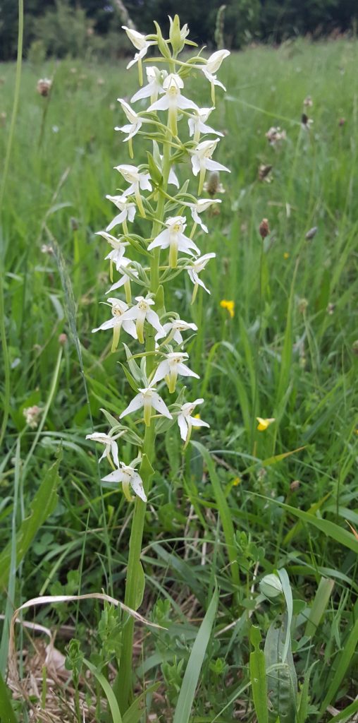 Platanthera Bifolia