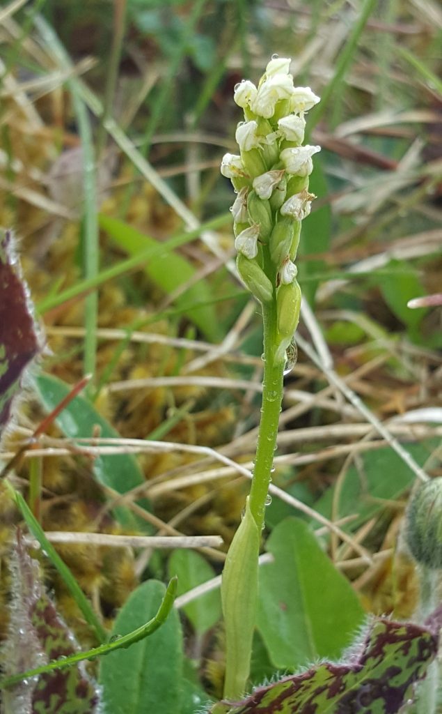 Dense Flowered Orchid The Burren May 20th 2019