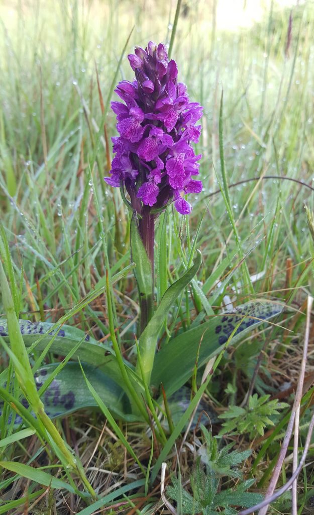 Irish Marsh Orchid Lough Graney May 19th 2019