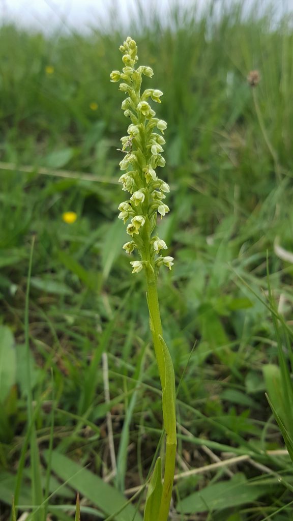 Pseudorchis Albida