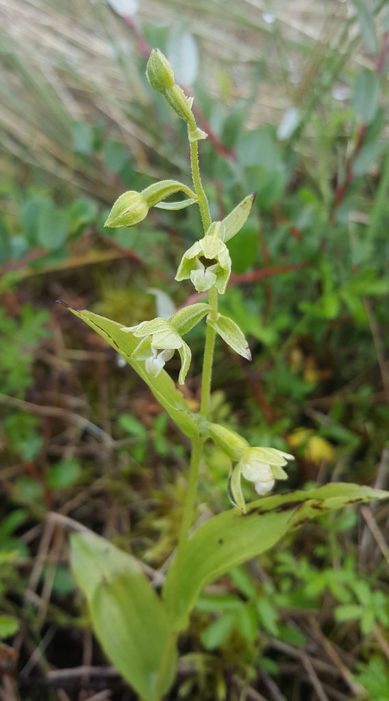 Epipactis Sancta